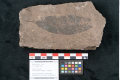 Foto (Objekt + Etikett) von Laurus lalages Unger (NHMW-GEO-2024-0188-7993)